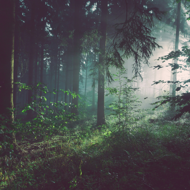 Ein Wald voller Bäume